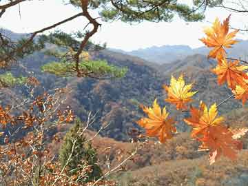 上海熱門公園游覽攻略，01月03日必游之選