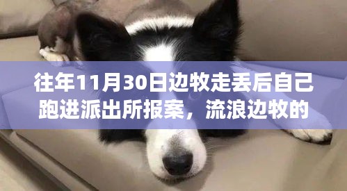 流浪邊牧的奇妙派出所之旅，巷弄深處的報案寶藏故事